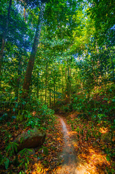 The sunlight shines on the far away sides of the trees in green tropical forest, Thailand. photo