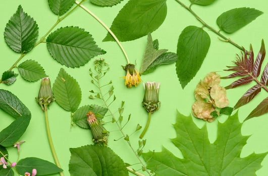 Wilted dandelion and various leaves and flowers on a green background, top view. photo