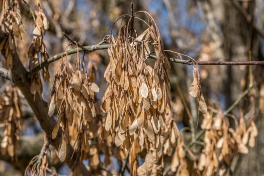 Boxelder maple seeds on the tree photo