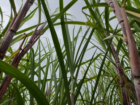 sugar cane plant with dew drops on the leaves photo