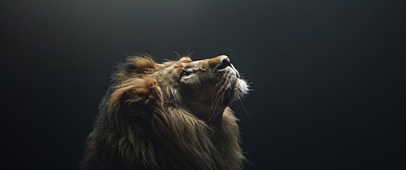 Close Up of Lions Head on Black Background photo