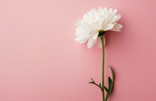 White Flower on Pink Background photo