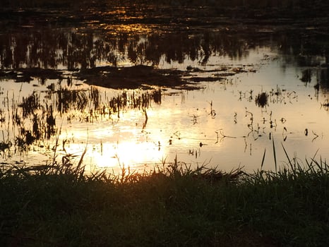 abstract background image of a sunrise reflection on a swamp water surface. Silhouettes of reeds growing in rural marsh that reflects golden light from the sun photo