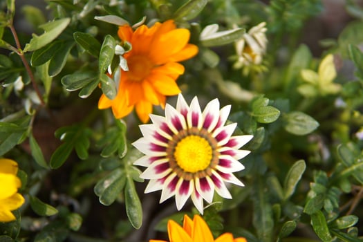 Enjoy an attractive beautiful flower garden and flowers photo
