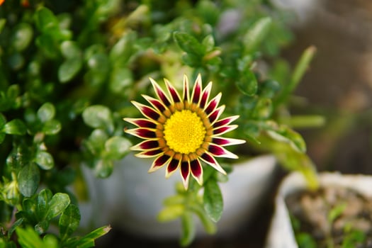 Enjoy an attractive beautiful flower garden and flowers photo