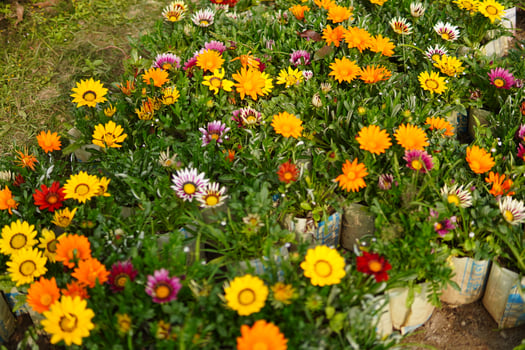 Enjoy an attractive beautiful flower garden and flowers photo