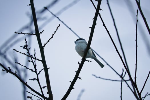 Willow tit on a branch in a bush. Bird species with black head and white breast photo