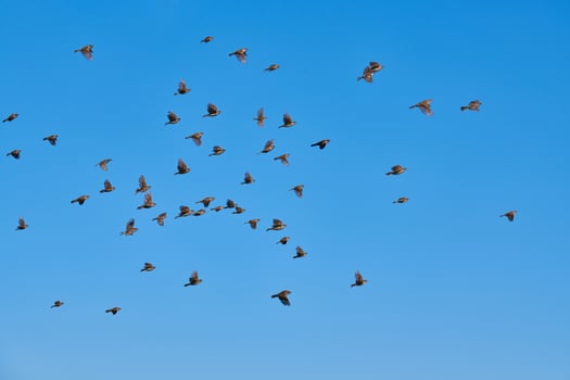 Sparrows flock flies in blue sky photo
