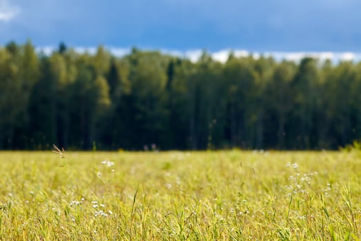 Green grass, meadow field, forest background photo