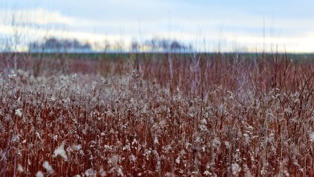 Field of plants with red stems and white flowers, rural photo