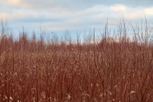 Field of plants with red stems and white flowers, rural photo