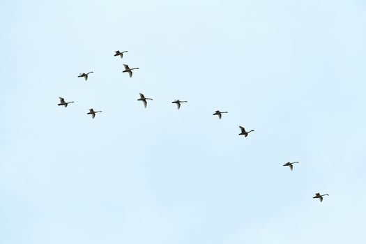 Flock of birds, swans flying in blue sky in V-formation photo