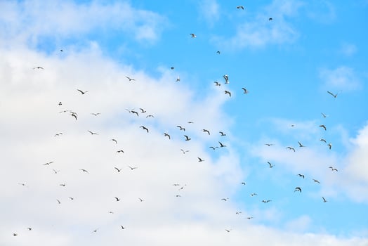 Birds seagulls flying in blue sky with white fluffy clouds photo