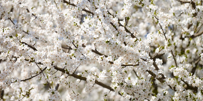 White plum blossom, beautiful white flowers of prunus tree in city garden, detailed plum branch photo