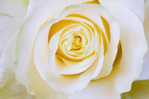 Closeup view of yellow-white rose photo