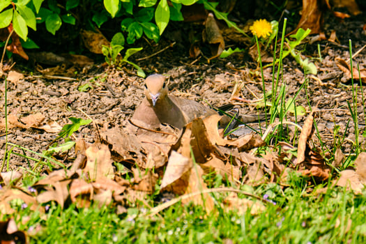 Mourning dove camouflaged behind a stack of brown dried leaves photo
