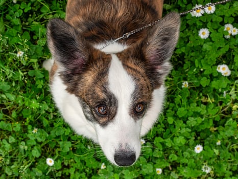 Funny two corgi cardigan dogs playing on a sunny lawn photo