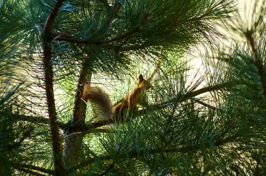 Squirrel chomping on nuts photo