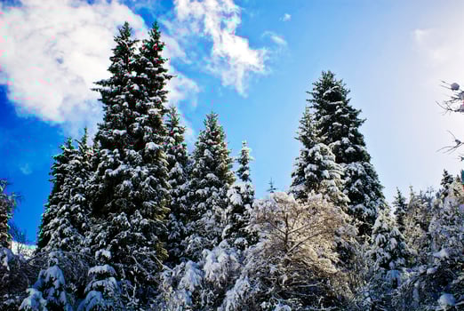 Beautiful fir trees in the mountains photo