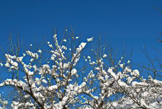 Excellent forms of winter nature photo