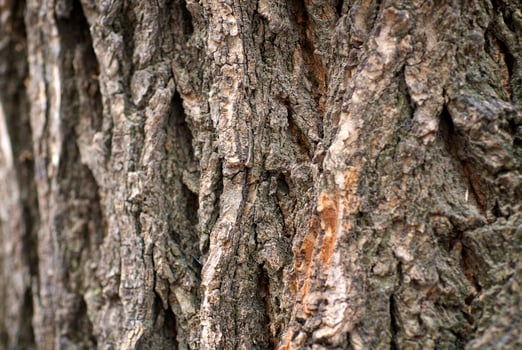 the texture of the tree photo