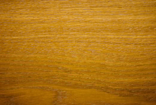 the texture of the tree photo