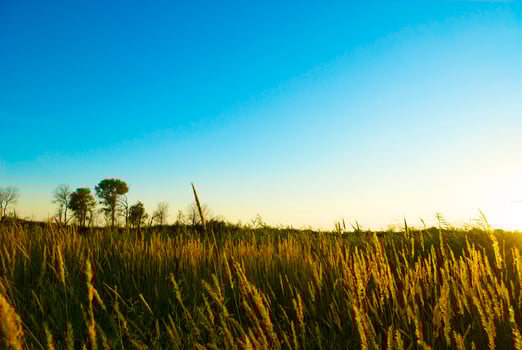 Green reed on the sunset photo
