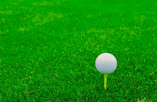 Game in the golf club against the background of the green juicy grass photo