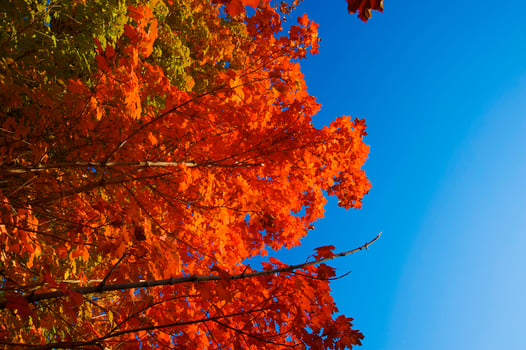 Autumnal trees on the sunset into park photo