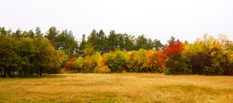 Autumnal trees on the sunset into park photo