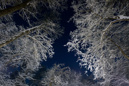 Winter city park photo