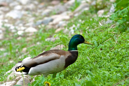 Wild duck on the big lake photo