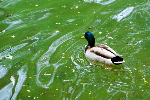 Wild duck on the big lake photo