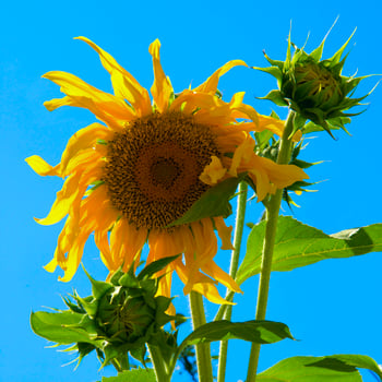 Beautiful sunflower on the blue sky photo