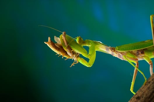 Green mantis in studio photo