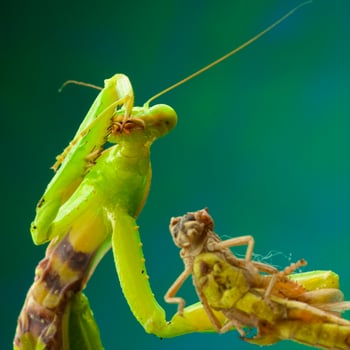Green mantis in studio photo