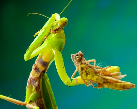 Green mantis in studio photo