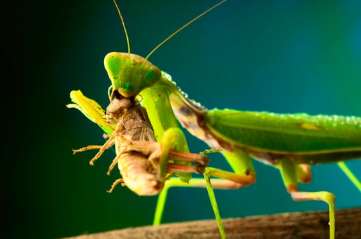 Green mantis in studio photo
