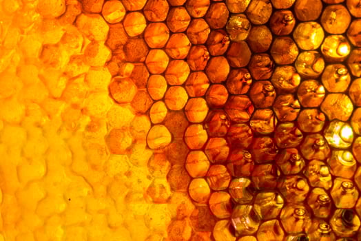 Studio Close-up of Honeycomb photo