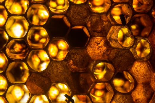 Studio Close-up of Honeycomb photo