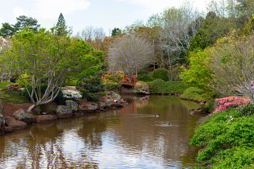 Japanese Garden, Flower Festival in Toowoomba, QLD, Australia. photo