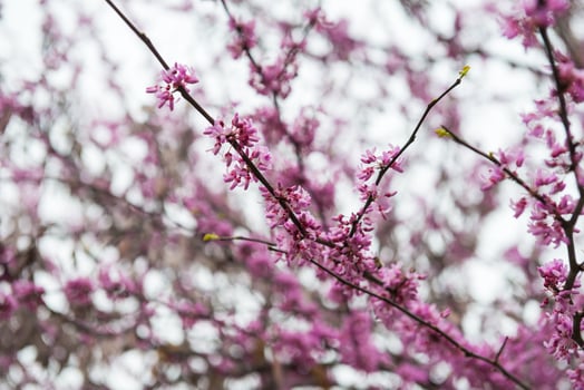 Blooming trees in spring photo