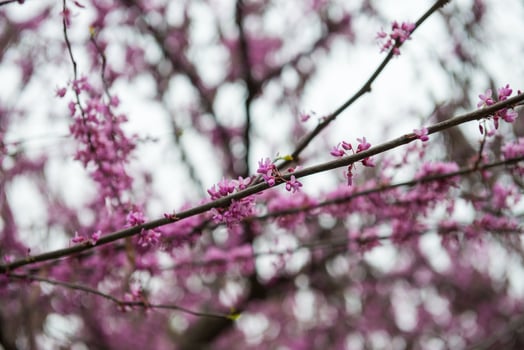 Blooming trees in spring photo