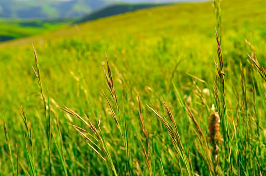 Wild flower in the mount photo