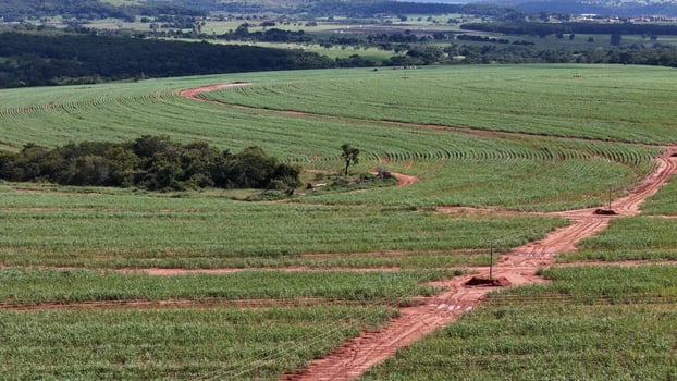 field sugar cane cultivation photo