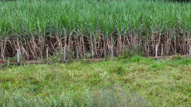 sugar cane plantation photo