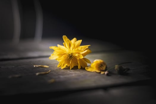 Beautiful blooming flower in garden photo