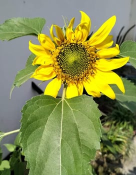 Beautiful blooming flower in garden photo