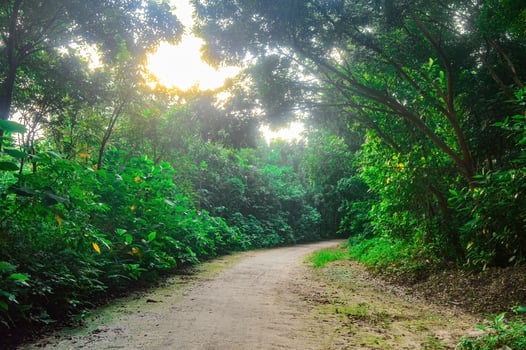 path in the middle of a shady forest photo