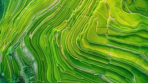 beautiful terraced rice field in water season to photo